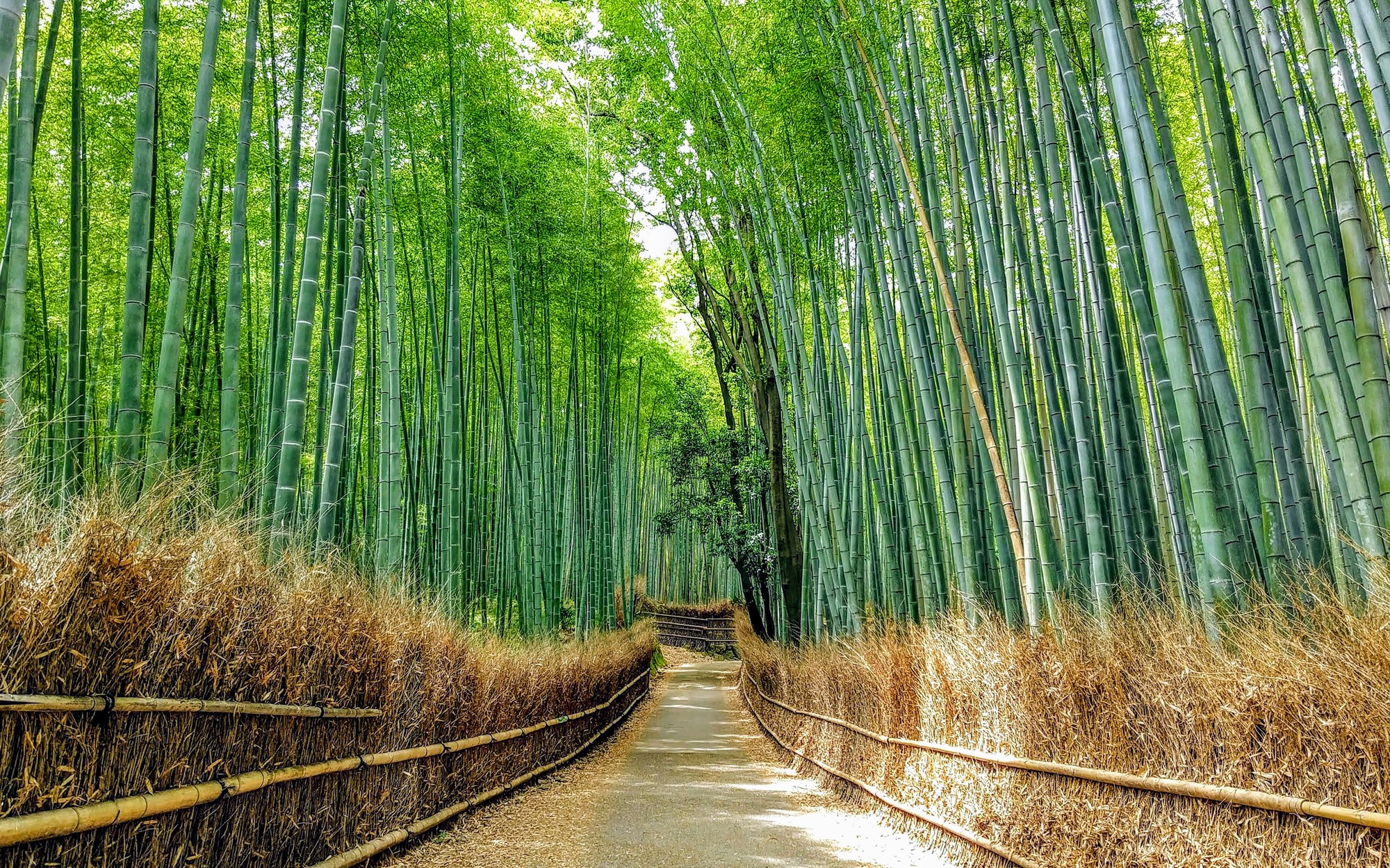 Arashiyama Bamboo Grove